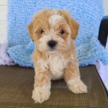 Maltipoo puppies for adoption(suzanmoore73@gmail.com)