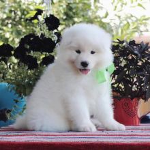 Samoyed puppies looking for a loving home(emilyrose0081@gmail.com)