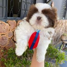 Shih Tzu Puppies for adoption [jennifer57jones@gmail.com]