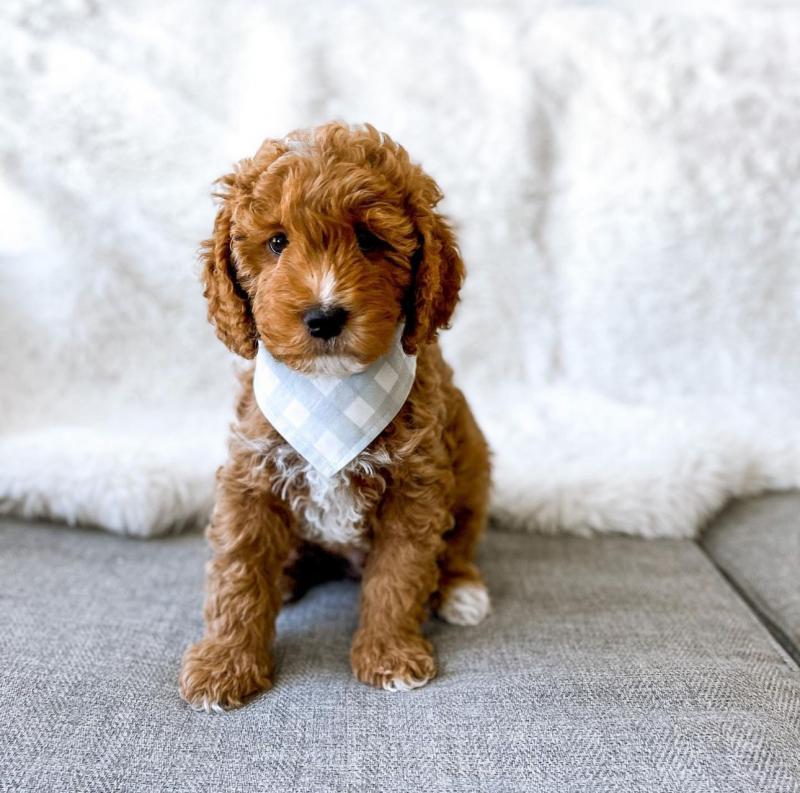 C0ckapoo pups for sale Image eClassifieds4u