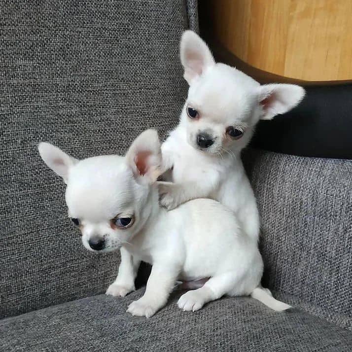 CHIHUAHUA PUPPIES AVAILABLE [gracecatlin6@gmail.com ] Image eClassifieds4u