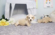 Amazing Dachshund puppies for sale Image eClassifieds4u 4