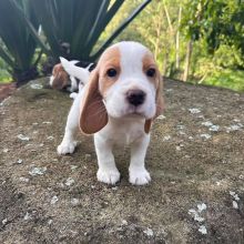 Beagle puppies available for adoption(stancyvalma@gmail.com) Image eClassifieds4U