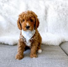 C0ckapoo pups for sale Image eClassifieds4u 2
