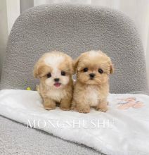 Maltipoo puppies for adoption(suzanmoore73@gmail.com) Image eClassifieds4U