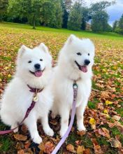 Samoyed puppies looking for a loving home(emilyrose0081@gmail.com) Image eClassifieds4U