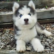 Siberian husky for adoption(elizabethjames11321@gmail.com) Image eClassifieds4U