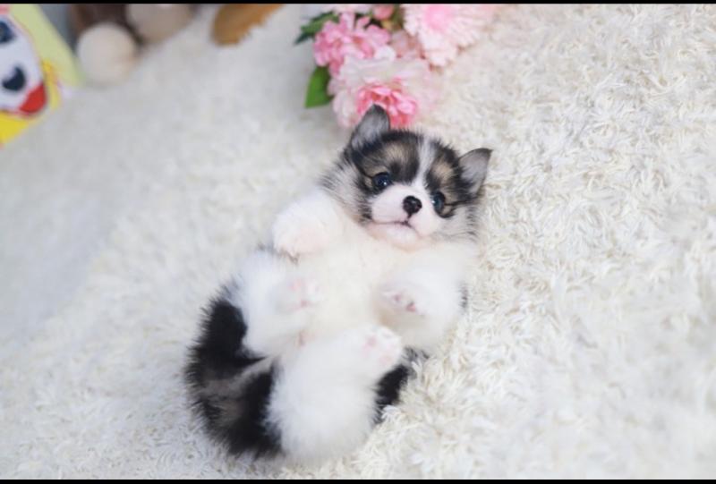 Pembroke Corgi puppies available Image eClassifieds4u