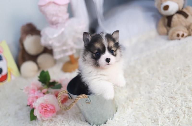 Pembroke Corgi puppies available Image eClassifieds4u