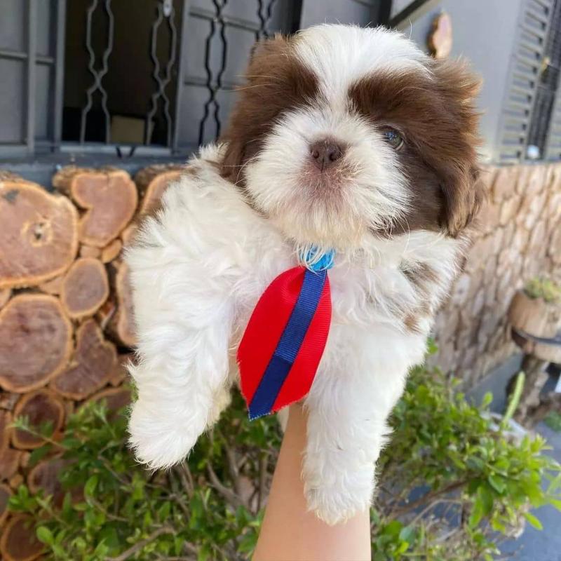 Shih Tzu Puppies for adoption [jennifer57jones@gmail.com] Image eClassifieds4u