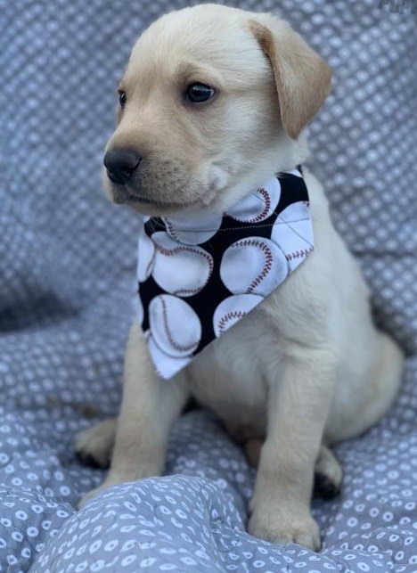 🟥🍁🟥 CANADIAN🎄 Labrador Retriever Puppies 🏠💕Delivery is possible🌎� Image eClassifieds4u