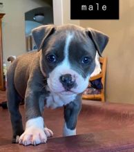 BLUENOOSE PIT BULL PUPPIES FOR ADOPTION(alishaken91@gmail.com)