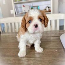 Cavalier King Charles Spaniel Puppies(smithpatience13@gmail.com)