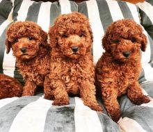 Poodles Puppies For Adoption(stellajames1243@gmail.com)