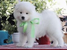 Samoyed puppies looking for a loving home(emilyrose0081@gmail.com)