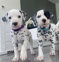 very special Dalmatian puppies seeking for adoption...