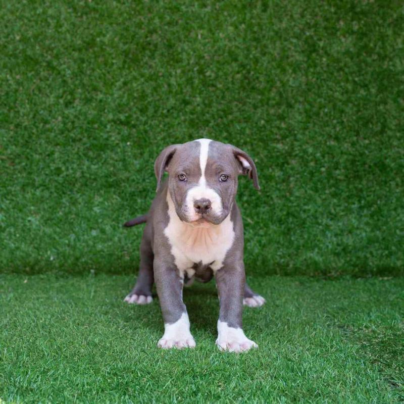 BLUENOOSE PIT BULL PUPPIES FOR ADOPTION(alishaken91@gmail.com) Image eClassifieds4u