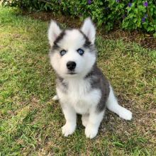 Siberian husky for adoption(elizabethjames11321@gmail.com) Image eClassifieds4U