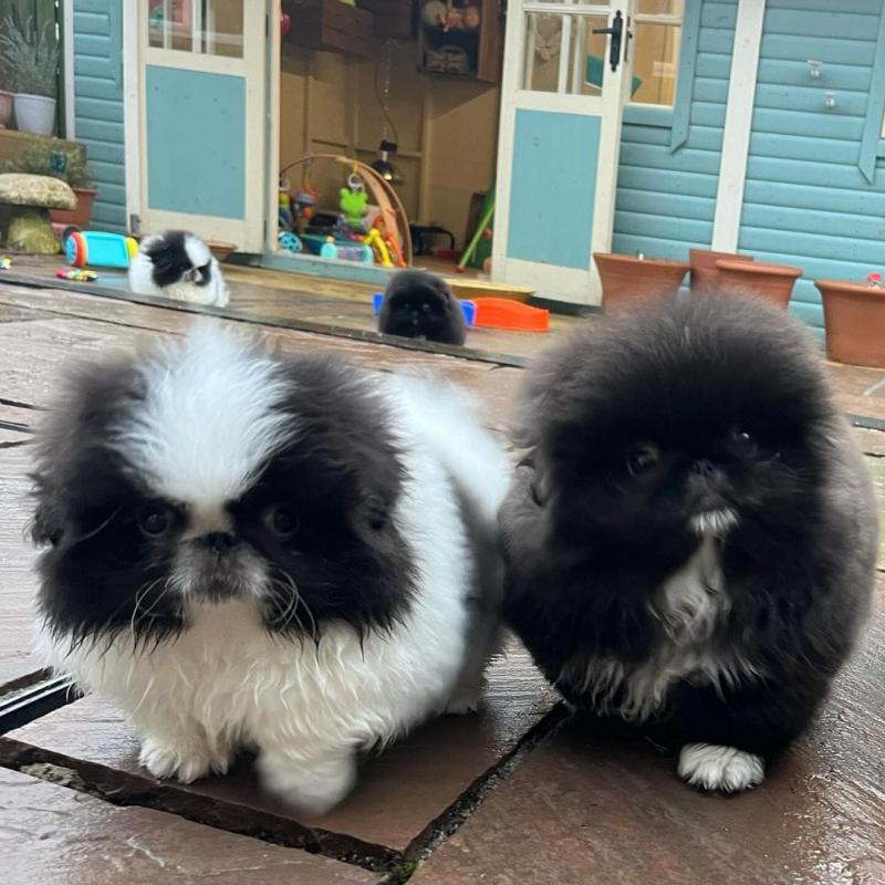 Pekingese puppies for Adoption(carolinasantos11234@gmail.com) Image eClassifieds4u