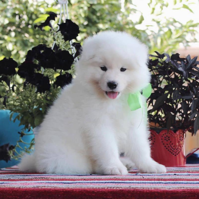 Samoyed puppies looking for a loving home(emilyrose0081@gmail.com) Image eClassifieds4u