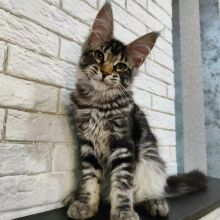 Beautiful Purebred Maine Coon Kittens Looking For Their Furever Homes