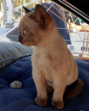 Special Sable Brown Burmese Kittens Ready For Good Homes