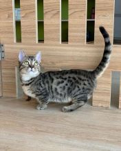 Beautiful Munchkin Kittens Males and Females For Sale Image eClassifieds4U