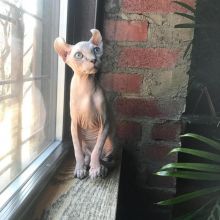 High Quality, Very Soft Skin Canadian Sphynx Kittens For Sale Image eClassifieds4U