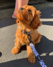 C.K.C MALE AND FEMALE CAVAPOO PUPPIES AVAILABLE