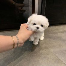 C.K.C MALE AND FEMALE MALTESE PUPPIES AVAILABLE