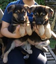 German Shepherd puppies for free