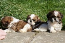 Lovely male and female Shih Tzu Puppies for Adoption