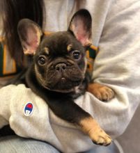 Attractive male and female French bulldog puppies