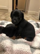 Dobermann Puppies for Adoption