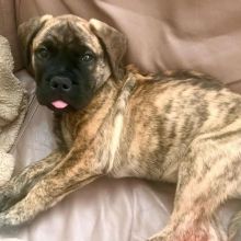 Friendly Bullmastiff Puppies available