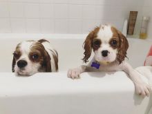 Gorgeous Cavalier King Charles Spaniel puppies available