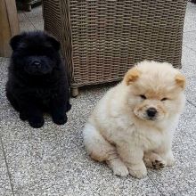 Stunning Cream Chow Chow puppy available