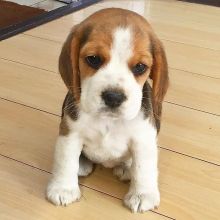 Sweet Male and Female Beagle puppies for adoption.