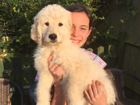 Adorable Mini Golden Doodle.F1B puppy Image eClassifieds4u