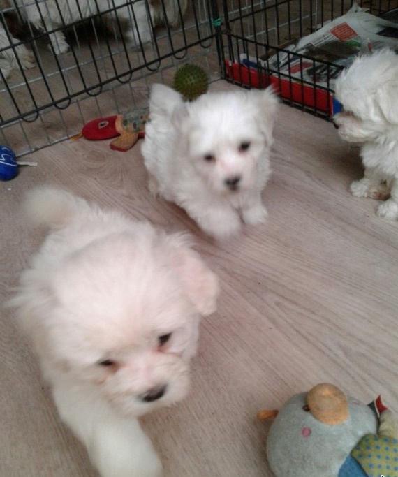 Cute Male and Female Maltese Puppies Up for Adoption... Image eClassifieds4u