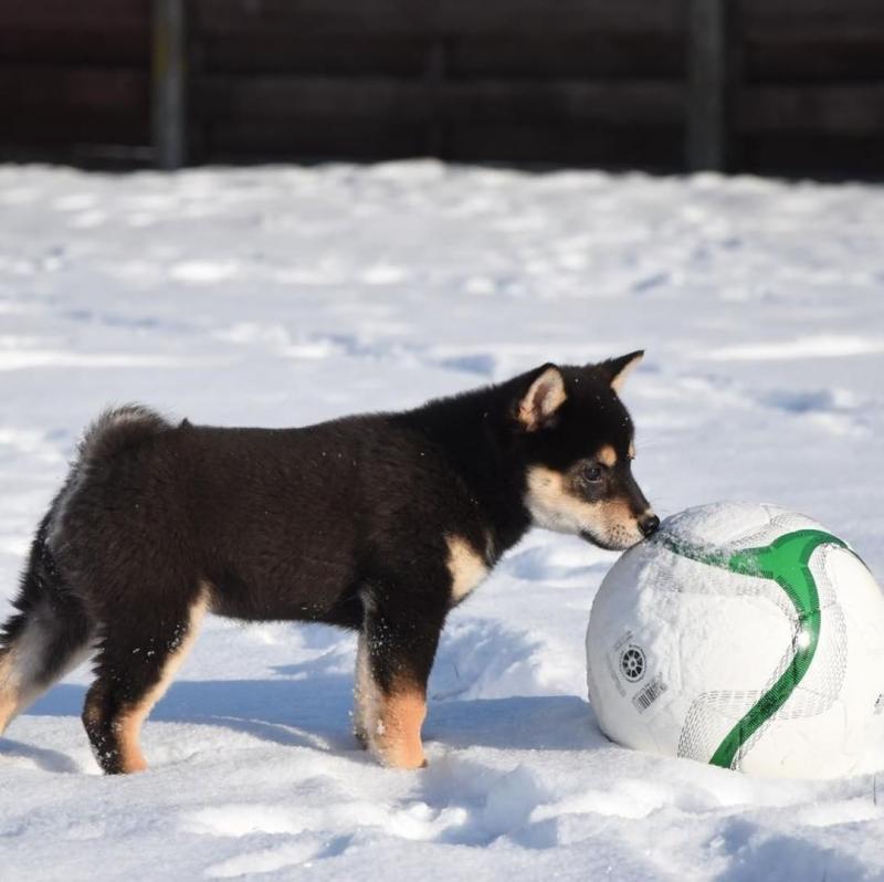 Cute Shiba Inu Puppies Seeking A New And Forever Home. Image eClassifieds4u