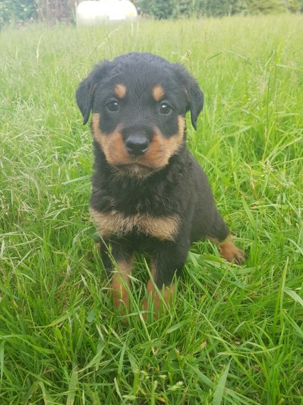 Healthy Male and female Rottweiler puppies for Adoption Image eClassifieds4u