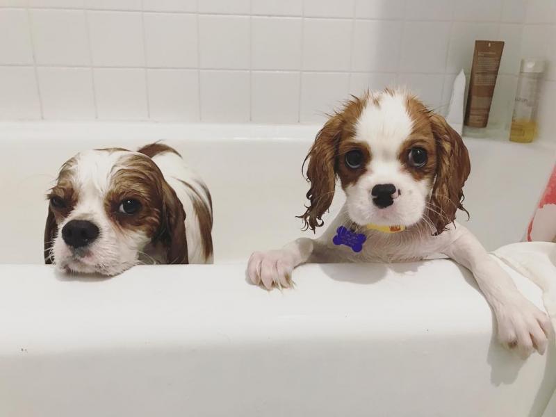 Jealous Cavalier King Charles For Adoption Image eClassifieds4u