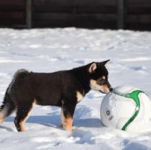 Cute Shiba Inu Puppies Seeking A New And Forever Home. Image eClassifieds4U