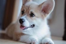 Pembroke Welsh Corgi Puppies Needing new Home Image eClassifieds4U