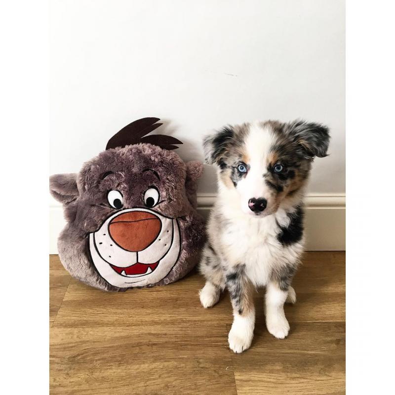 Male and Female Border Collie Puppies Image eClassifieds4u