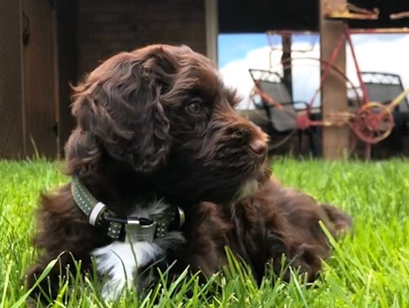 Portuguese Water Dog Puppies Image eClassifieds4u