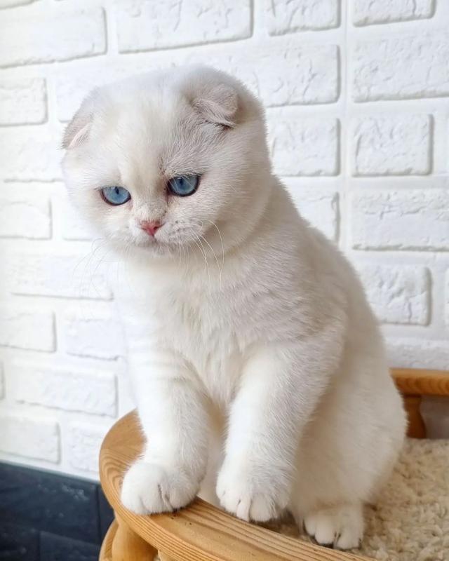 Purest Breed Scottish Fold Kittens Pedigreed Boys and Girls Image eClassifieds4u