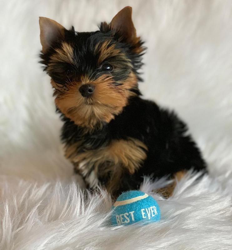 Small Yorkie Puppies For loving homes Image eClassifieds4u