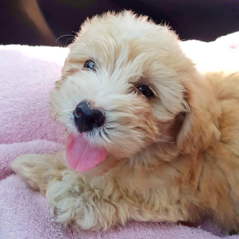 Socialized Shihpoo puppies available. Image eClassifieds4u